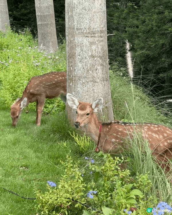 深圳海上列車🚃 美到爆💥