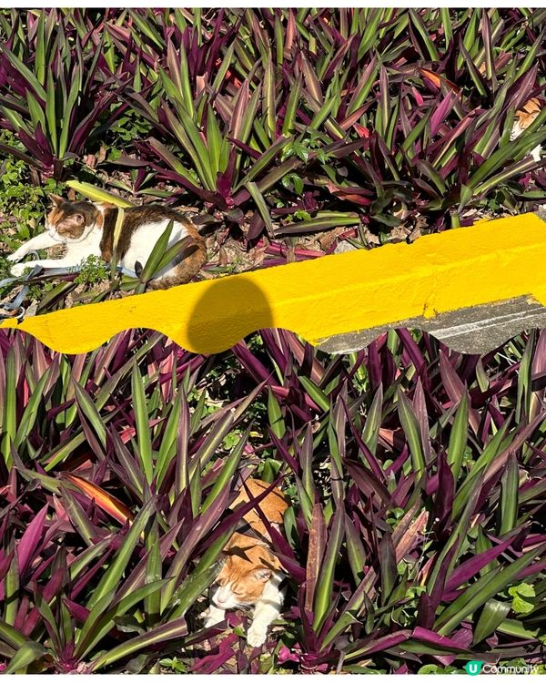 🥶 天寒地凍都唔怕 🐈‍⬛🐈 兩隻貓玩捉迷藏 ☀️