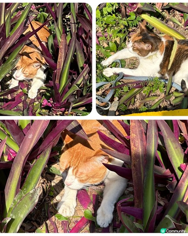 🥶 天寒地凍都唔怕 🐈‍⬛🐈 兩隻貓玩捉迷藏 ☀️