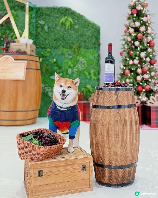 🐶🥂北角匯毛孩約會！