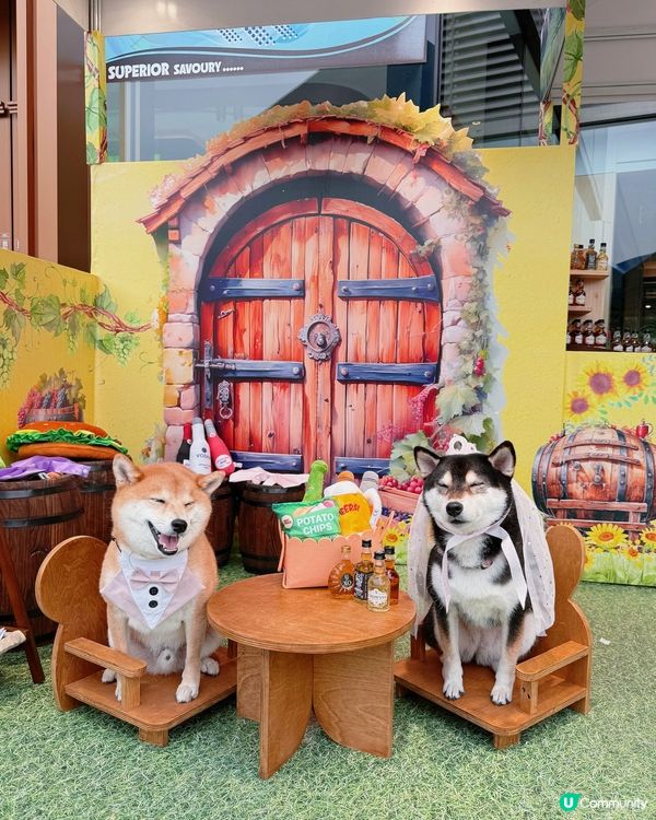 🐶🥂北角匯毛孩約會！