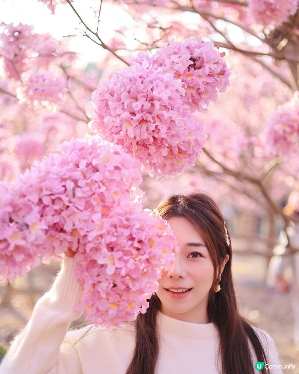 ｛港車北上｝2 小時6000棵紫花風鈴木💓直達粉紅色花花世界