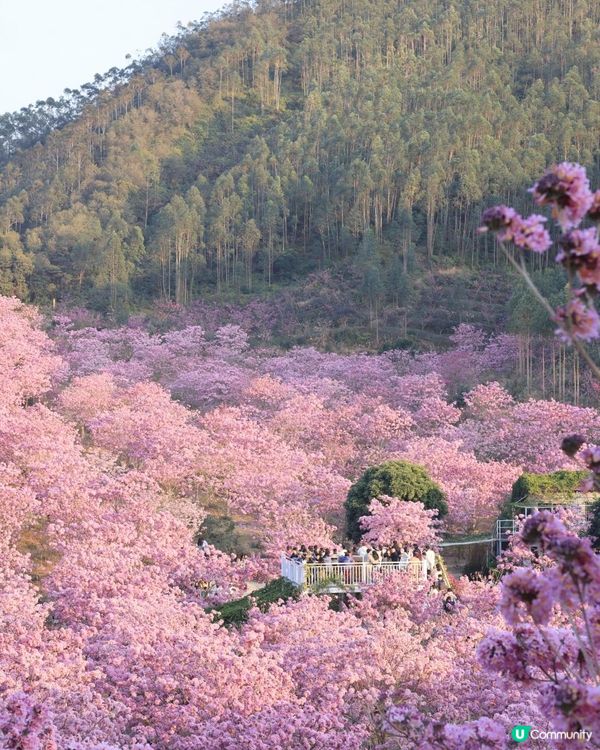 ｛港車北上｝2 小時6000棵紫花風鈴木💓直達粉紅色花花世界
