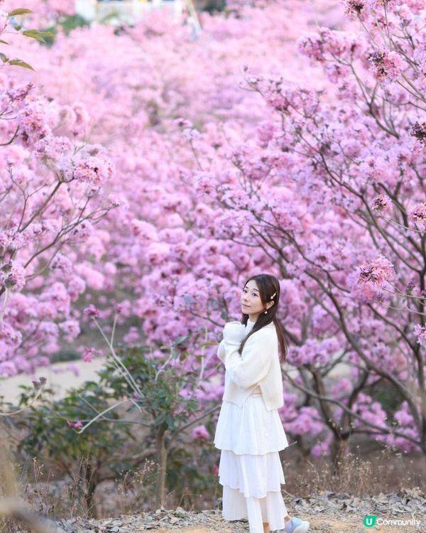 ｛港車北上｝2 小時6000棵紫花風鈴木💓直達粉紅色花花世界