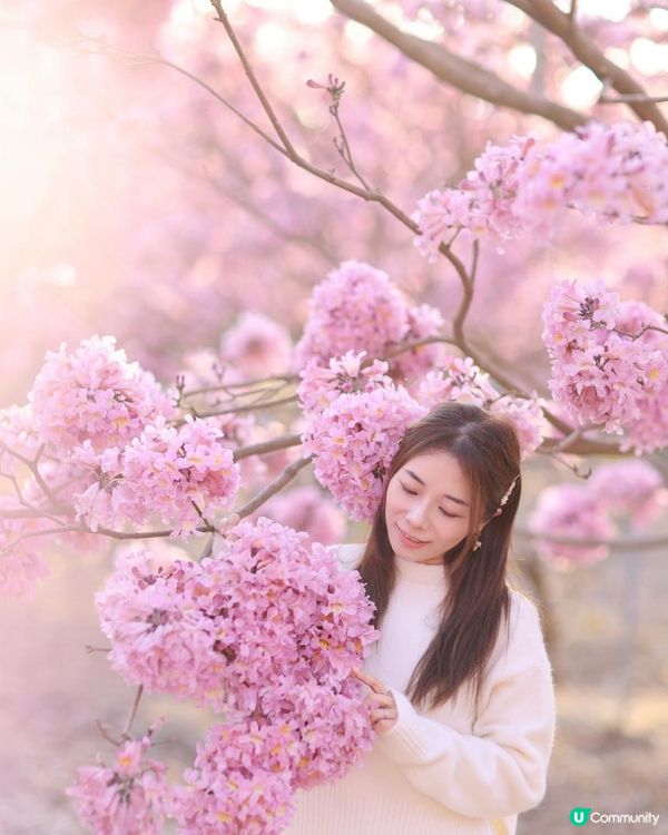 ｛港車北上｝2 小時6000棵紫花風鈴木💓直達粉紅色花花世界
