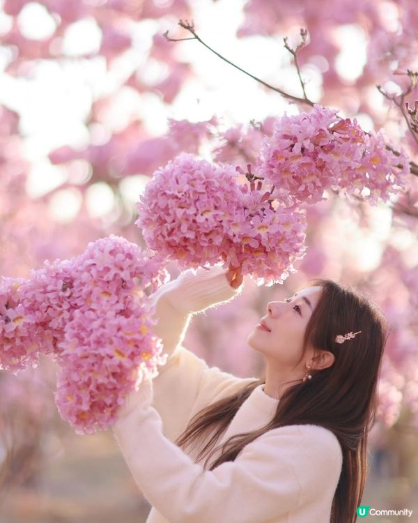 ｛港車北上｝2 小時6000棵紫花風鈴木💓直達粉紅色花花世界