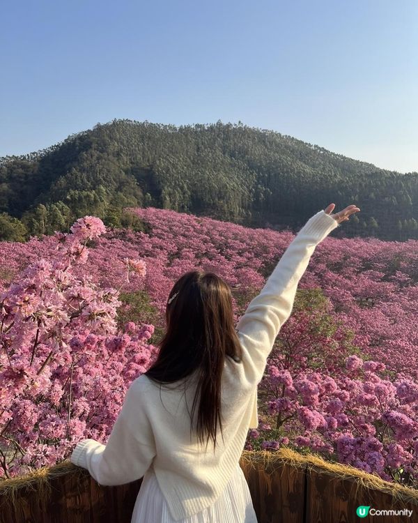 ｛港車北上｝2 小時6000棵紫花風鈴木💓直達粉紅色花花世界