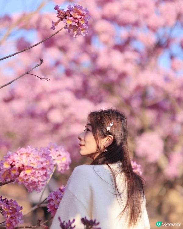 ｛港車北上｝2 小時6000棵紫花風鈴木💓直達粉紅色花花世界