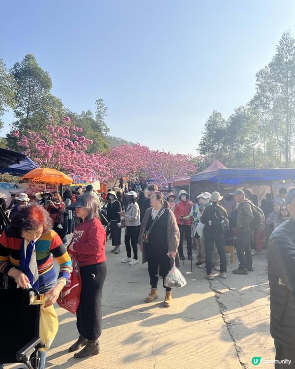 ｛港車北上｝2 小時6000棵紫花風鈴木💓直達粉紅色花花世界