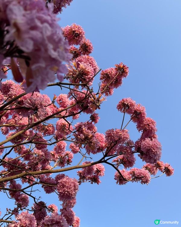 ｛港車北上｝2 小時6000棵紫花風鈴木💓直達粉紅色花花世界