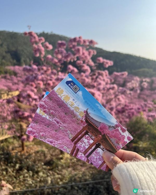 ｛港車北上｝2 小時6000棵紫花風鈴木💓直達粉紅色花花世界