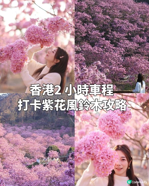 ｛港車北上｝2 小時6000棵紫花風鈴木💓直達粉紅色花花世界