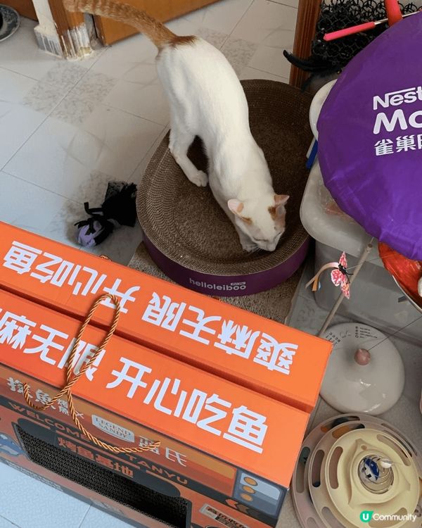 最喜愛去深圳開了很多年及食烤魚始祖連鎖店：探魚。環境有格調及...