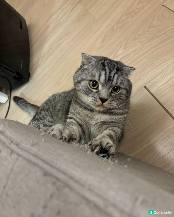 俾人影到罪證嘅拖肥🐱