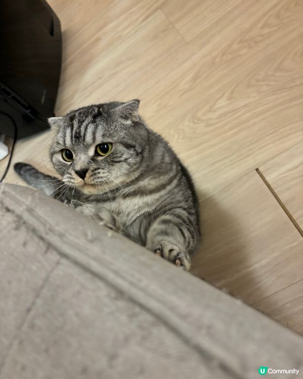 俾人影到罪證嘅拖肥🐱