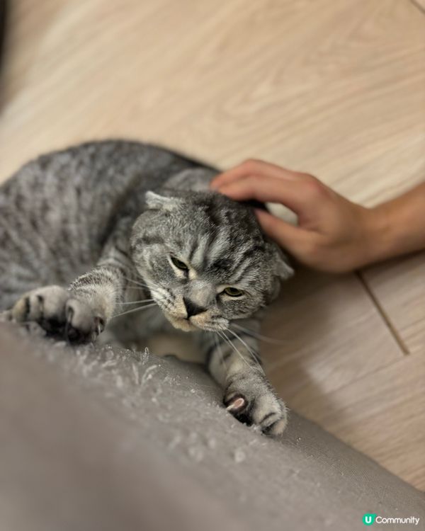 俾人影到罪證嘅拖肥🐱