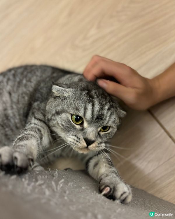 俾人影到罪證嘅拖肥🐱