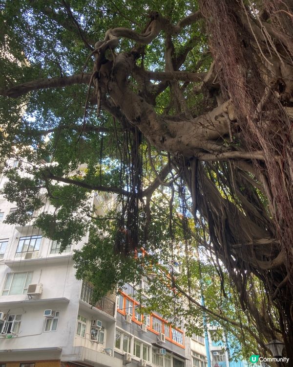 上環尋寶之旅 🚶‍♀️✨