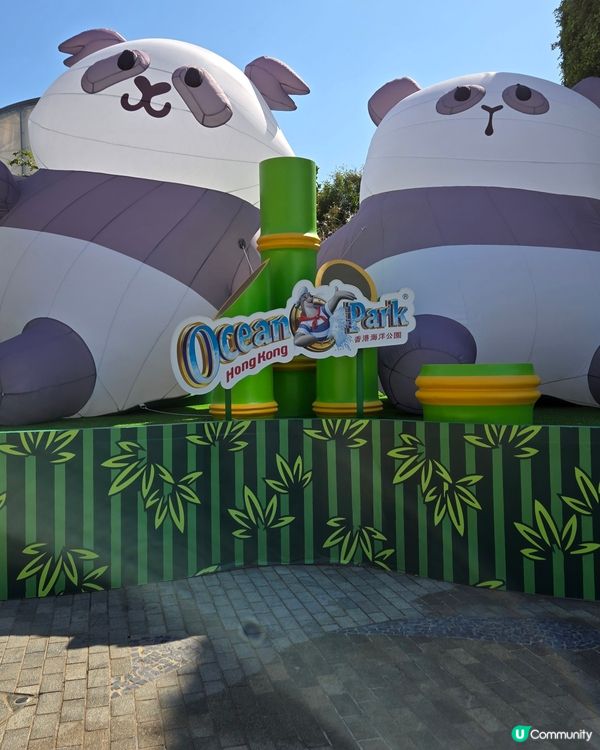 海洋公園🐼大熊貓竹夢之旅
