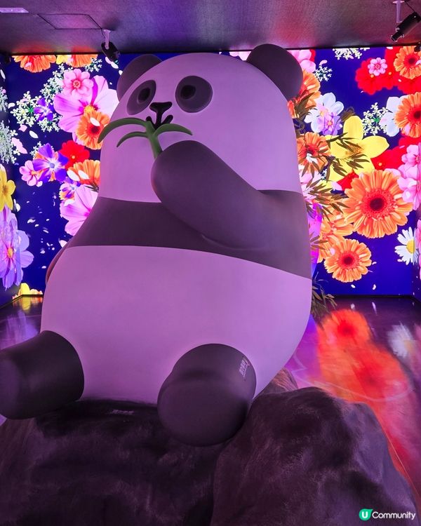 海洋公園🐼大熊貓竹夢之旅