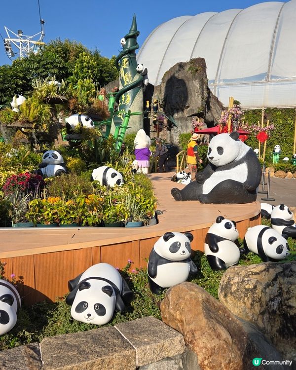 海洋公園🐼大熊貓竹夢之旅