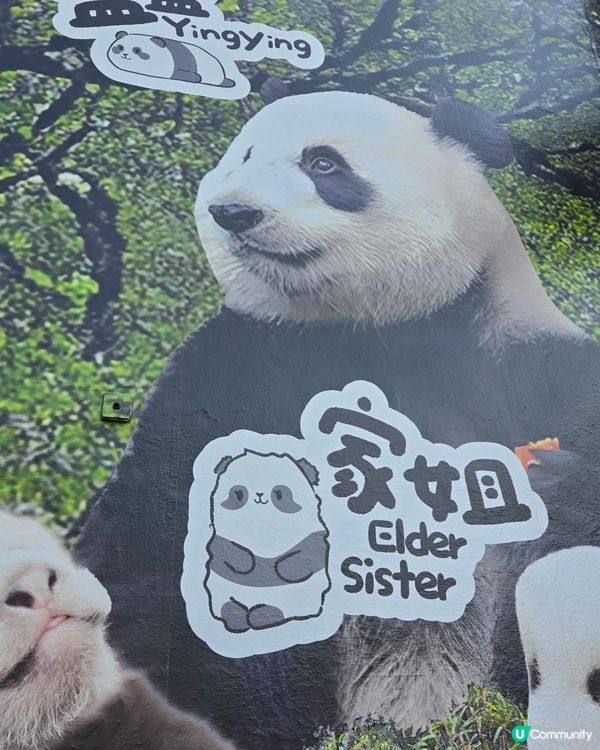 海洋公園🐼大熊貓竹夢之旅