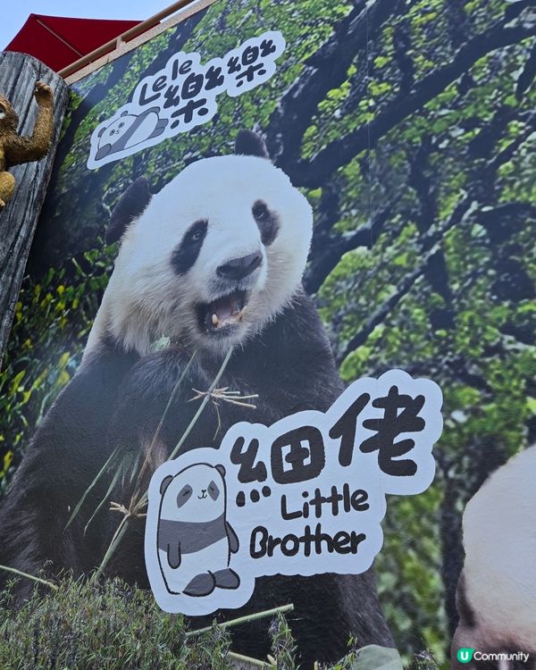 海洋公園🐼大熊貓竹夢之旅