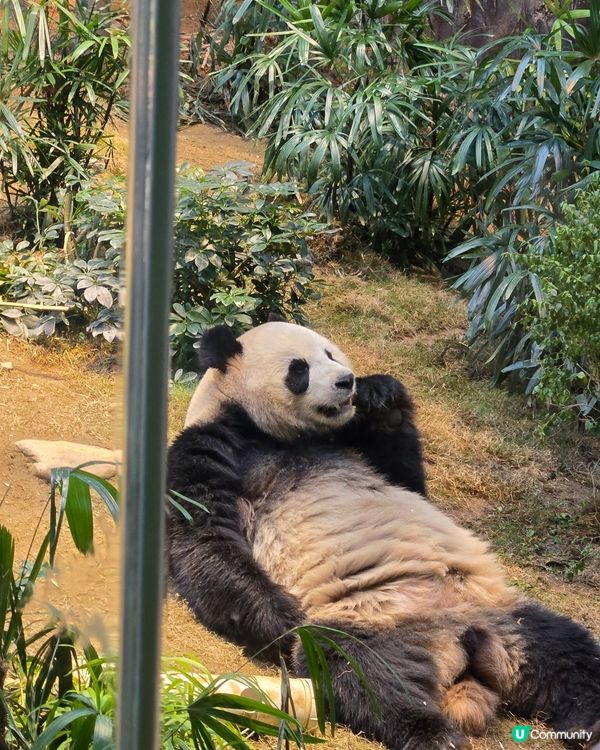 可愛熊貓🐼同金絲🦧