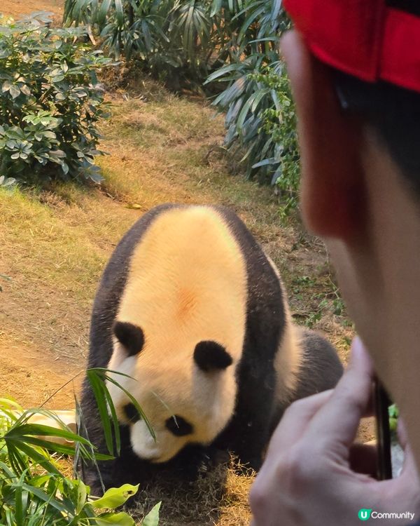 可愛熊貓🐼同金絲🦧