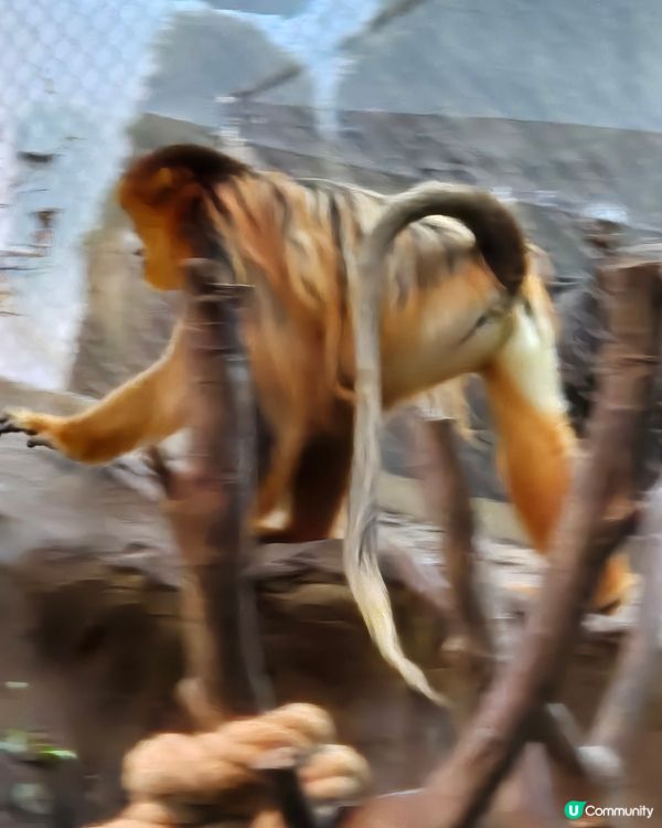 可愛熊貓🐼同金絲🦧