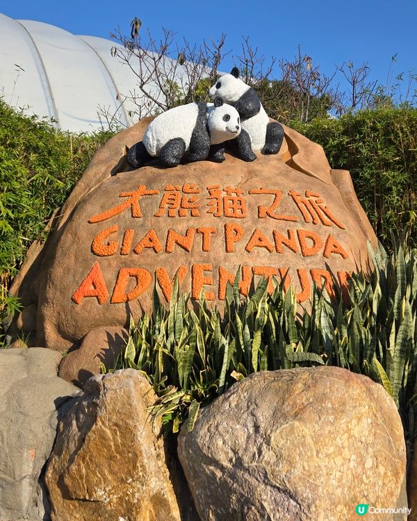 可愛熊貓🐼同金絲🦧