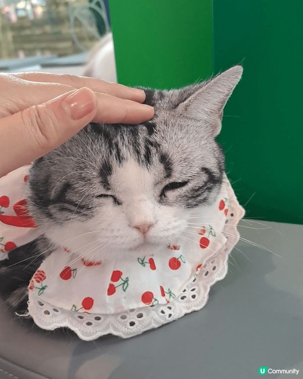 去內地深圳流行北上搵食這些美食攻略，玩人家非常興奮而且價格優...