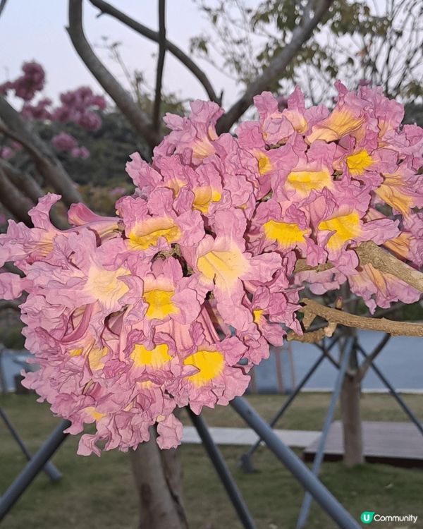 去內地深圳流行北上搵食這些美食攻略，玩人家非常興奮而且價格優...