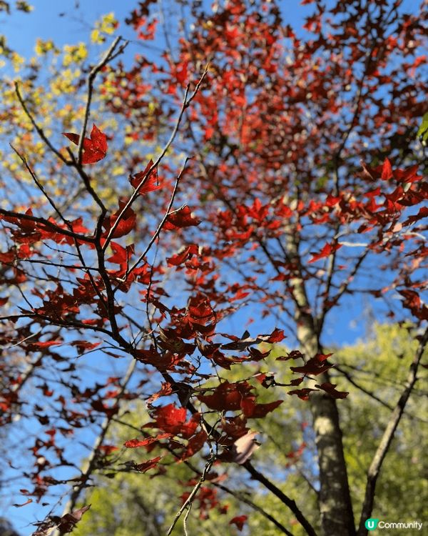 抓緊紅葉的尾巴～ 去咗大棠楓香林睇紅葉🍁 宜家去啲楓葉真係全...