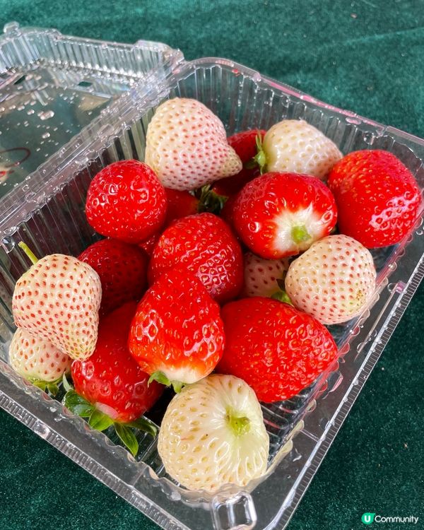 📣小編日常：親親大自然🍓摘士多啤梨😍