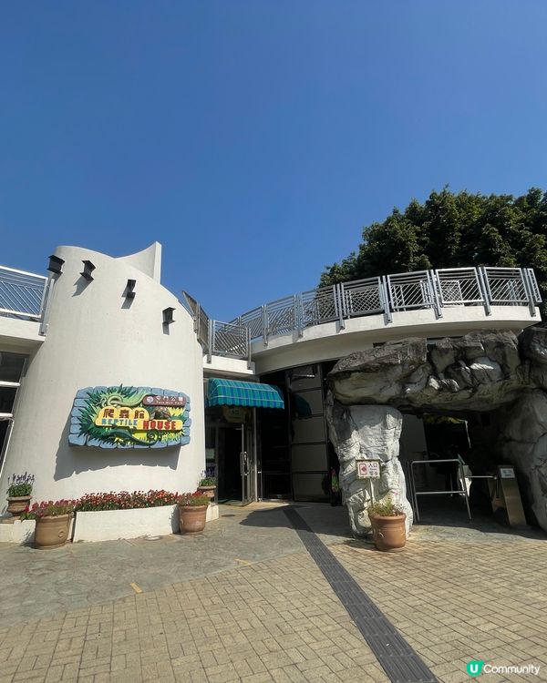 帶小朋友認識爬蟲🦎類