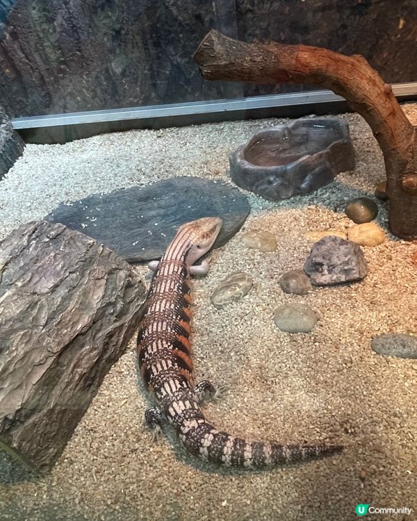 帶小朋友認識爬蟲🦎類