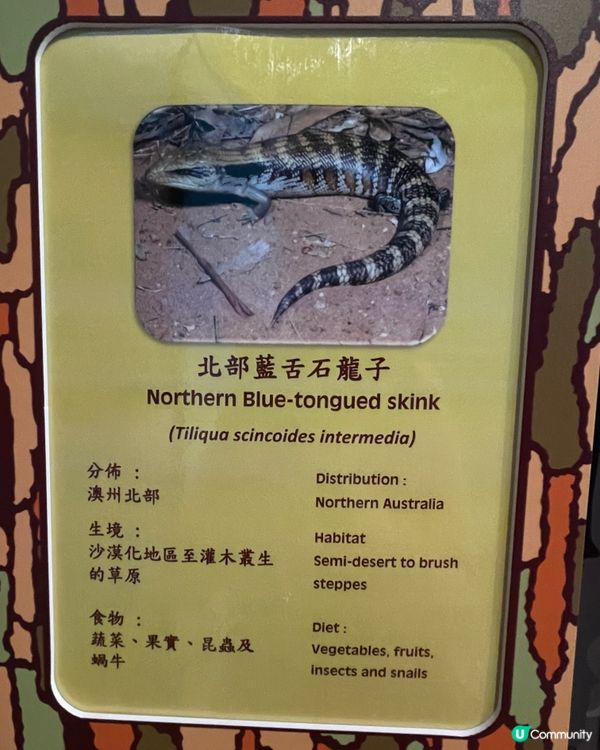 帶小朋友認識爬蟲🦎類