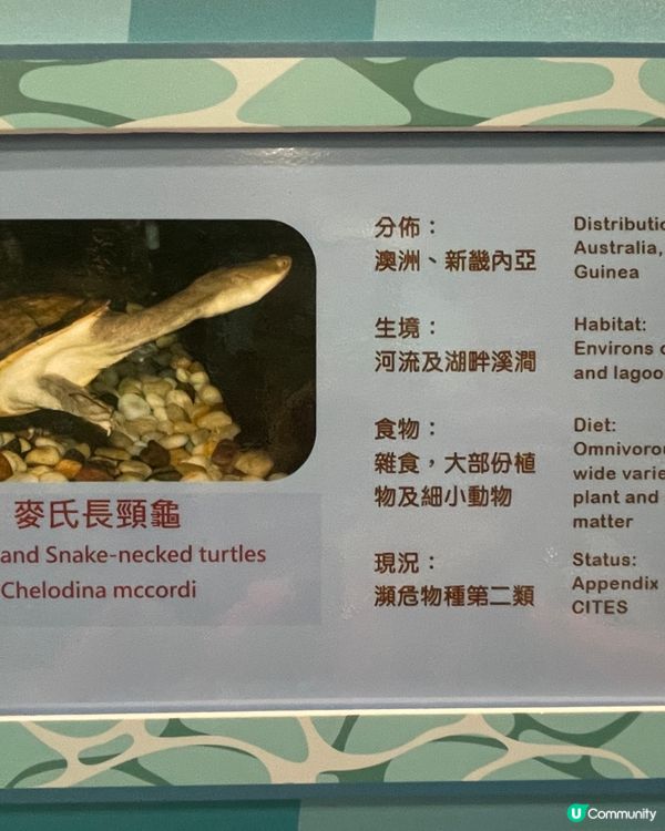 帶小朋友認識爬蟲🦎類