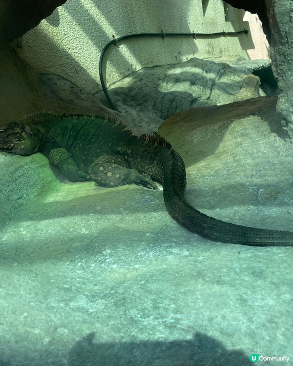 帶小朋友認識爬蟲🦎類