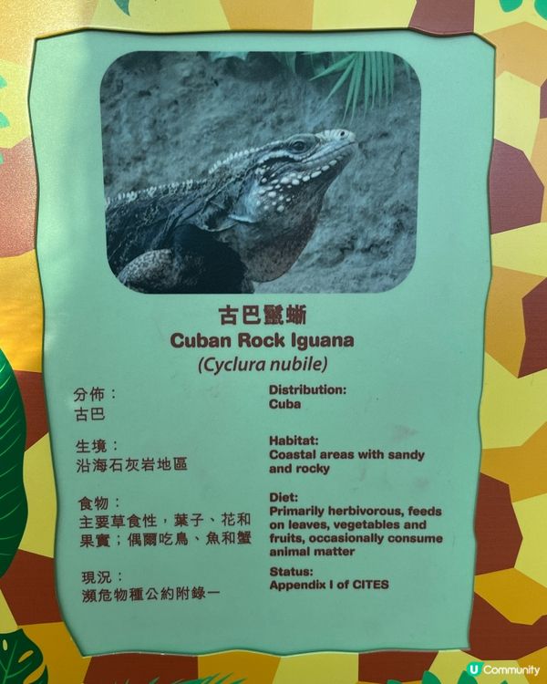 帶小朋友認識爬蟲🦎類