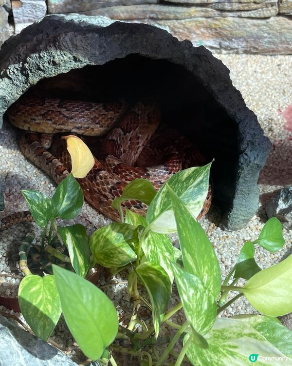 帶小朋友認識爬蟲🦎類