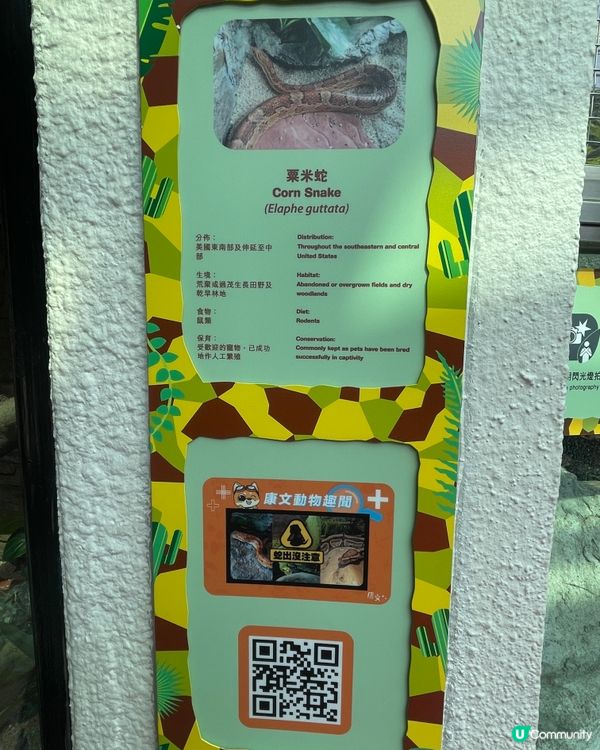 帶小朋友認識爬蟲🦎類