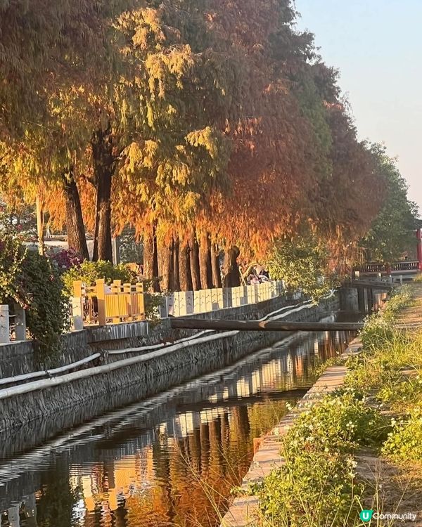 🍁欣賞花海🌺