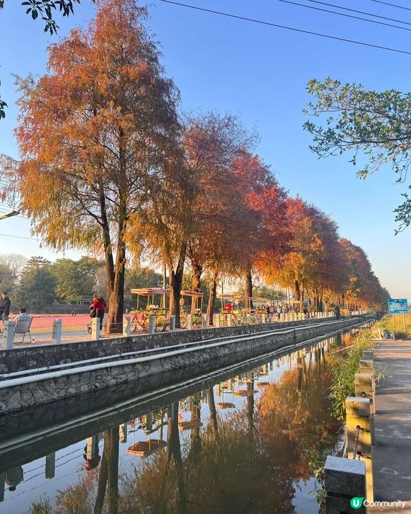 🍁欣賞花海🌺