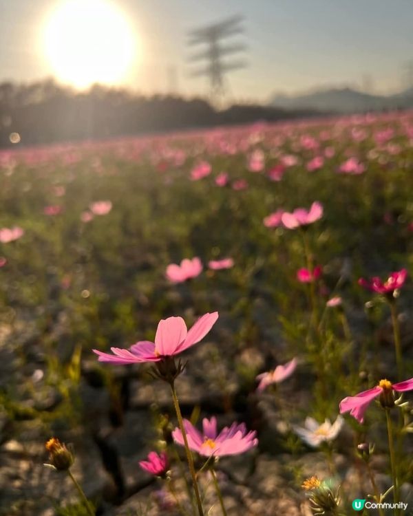 🍁欣賞花海🌺