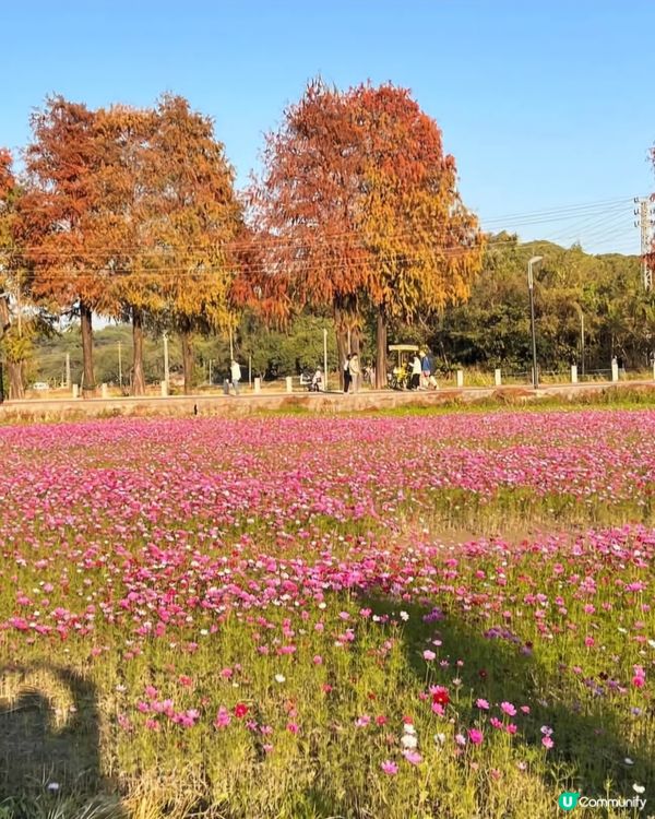 🍁欣賞花海🌺