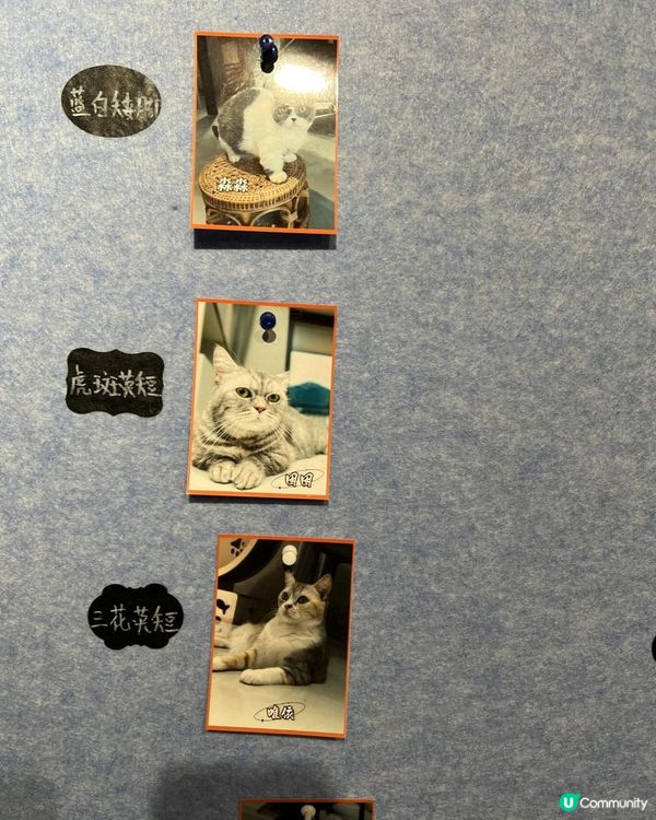 {港車北上｝珠海親子好去處🐱貓cafe 