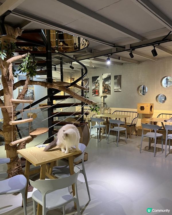 {港車北上｝珠海親子好去處🐱貓cafe 