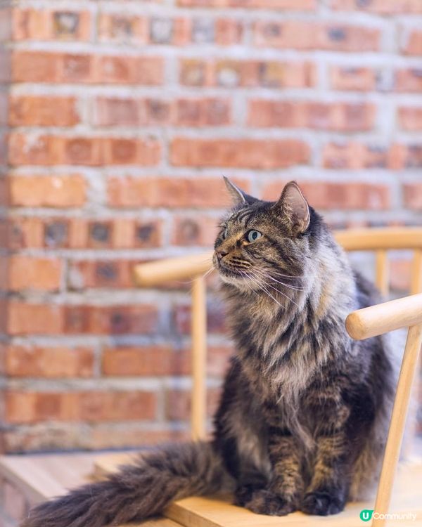 {港車北上｝珠海親子好去處🐱貓cafe 